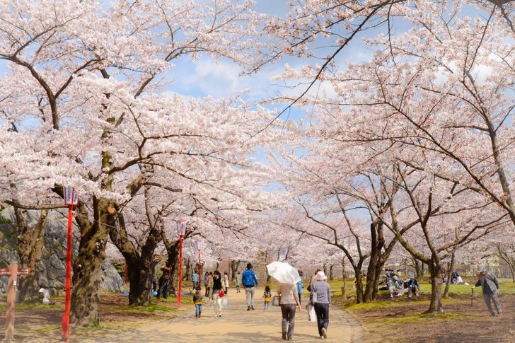 Gwまで見れる 盛岡のインスタ映え桜スポット リトルもりおか ちいさなもりおか を発信するメディア